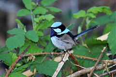 Superb Fairywren